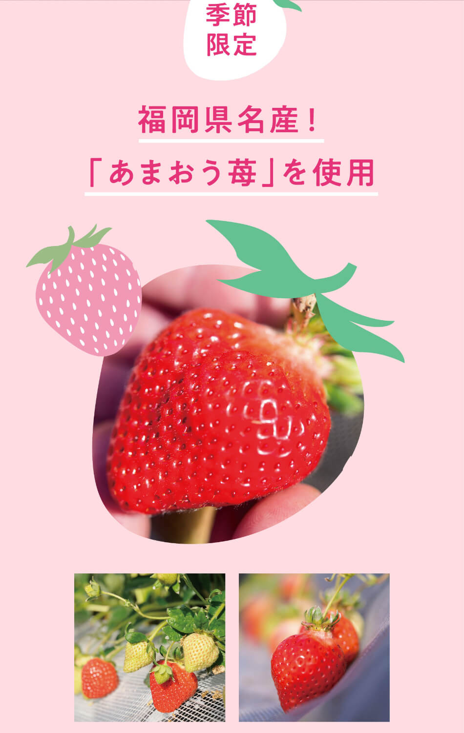 季節限定。福岡県名産！「あまおう苺」を使用